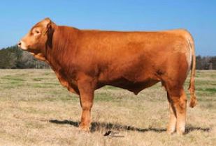 Red Wagyu bull